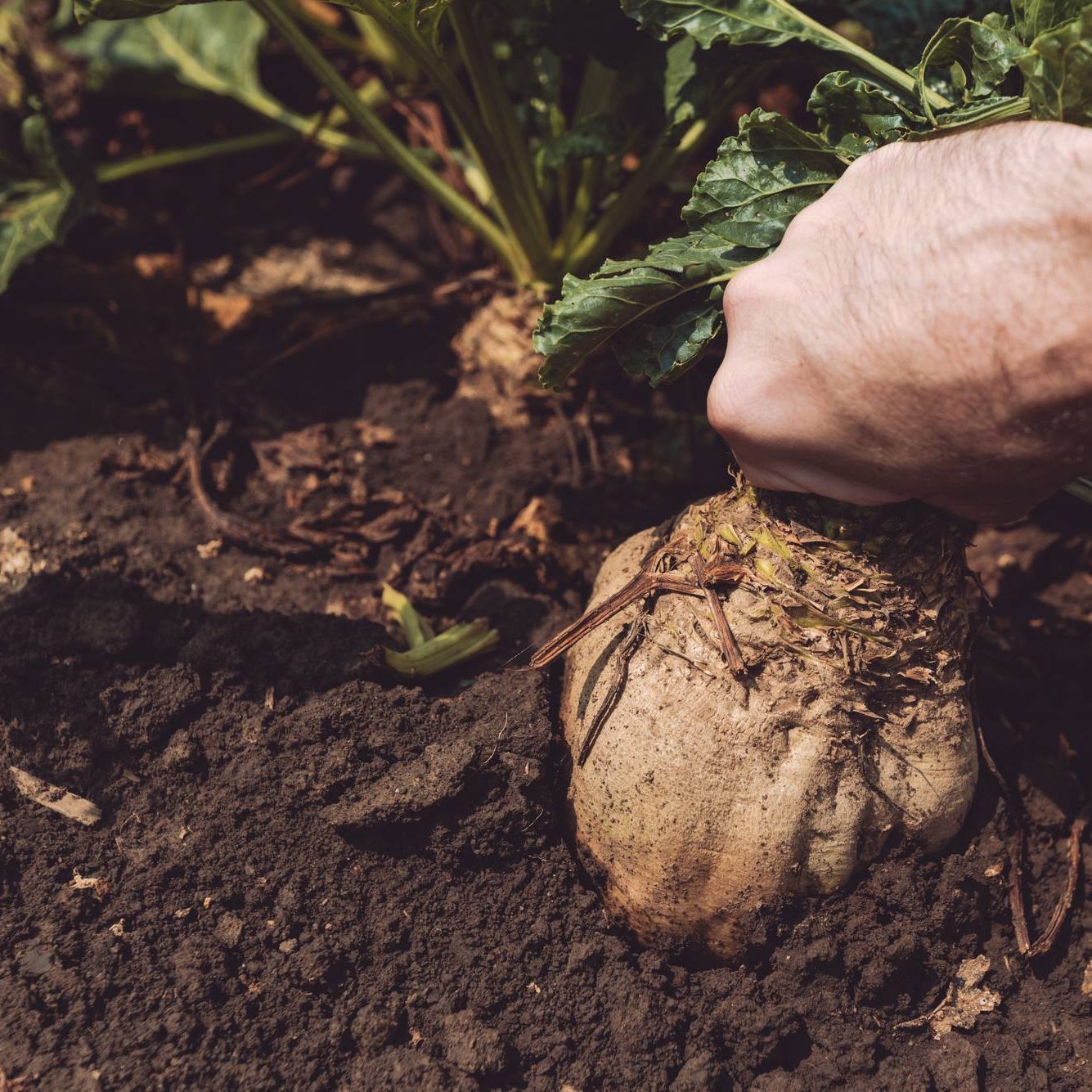 Farmer extracting sugar beet root crop Farmer extracting organically grown sugar beet root crop from the ground